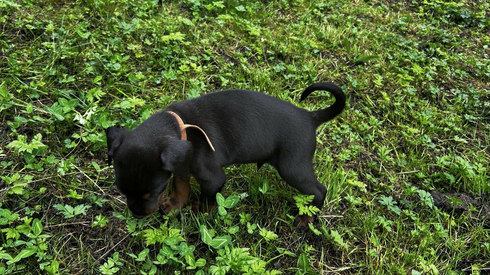 Doberman szczeniak