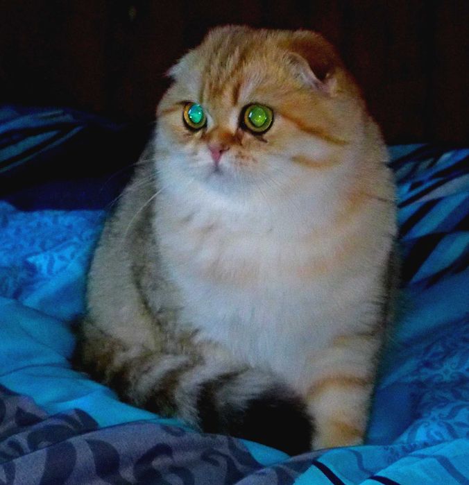 Kotka Szkocka Zwisłoucha PZF WCF Zachodniopomorskie,