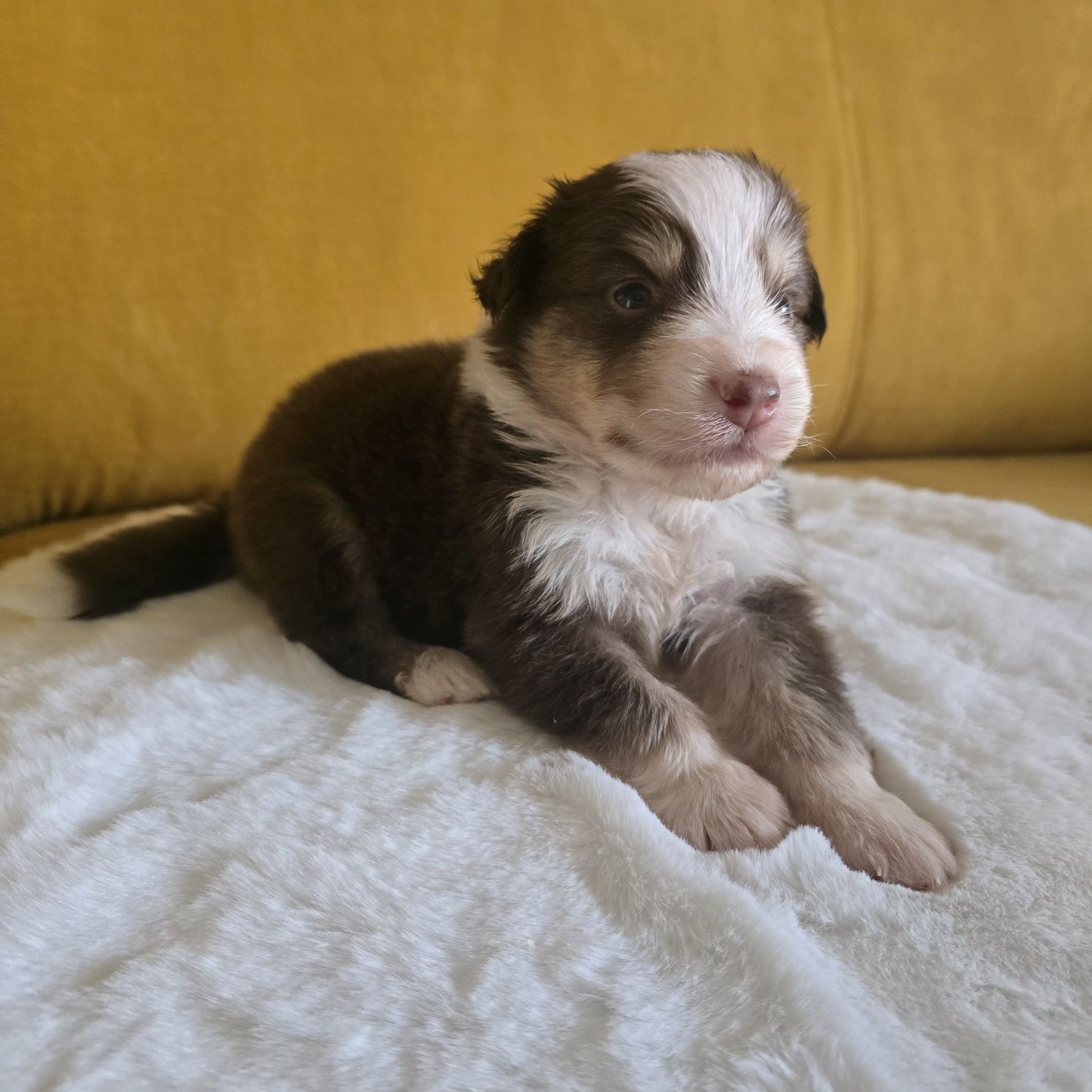 Owczarek australijski FCI samiec red tricolor nr 1