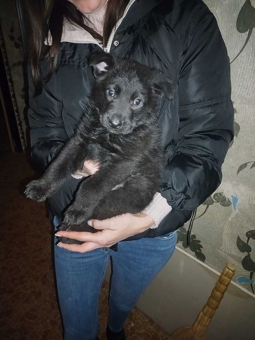 Щенок немецкой овчарки