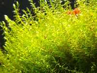 Mech (Stringy Moss) /rośliny akwariowe/mchy/rośliny do akwarium