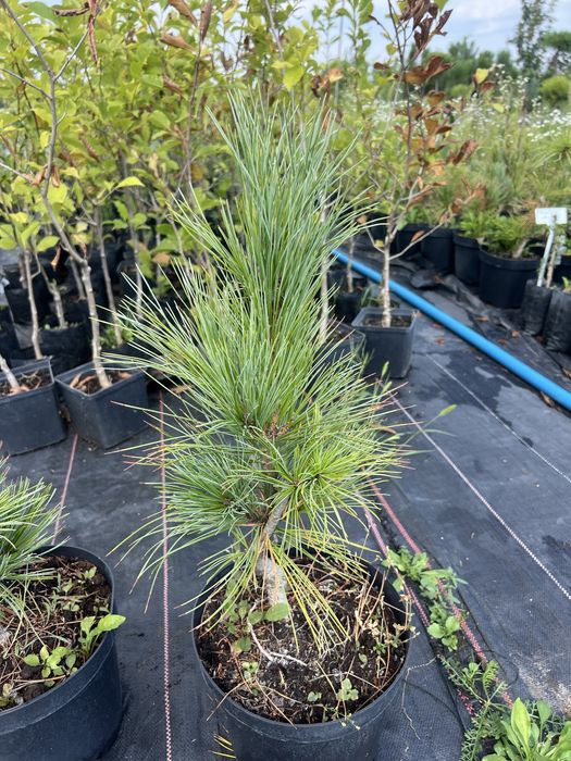 Сосна альпійська Pumilio, Кедр Корейський