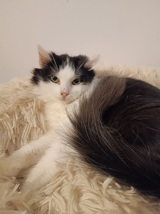 Kotki szukają domku