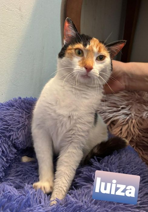 Trikolorka,wysterylizowana szuka kochającego domku.