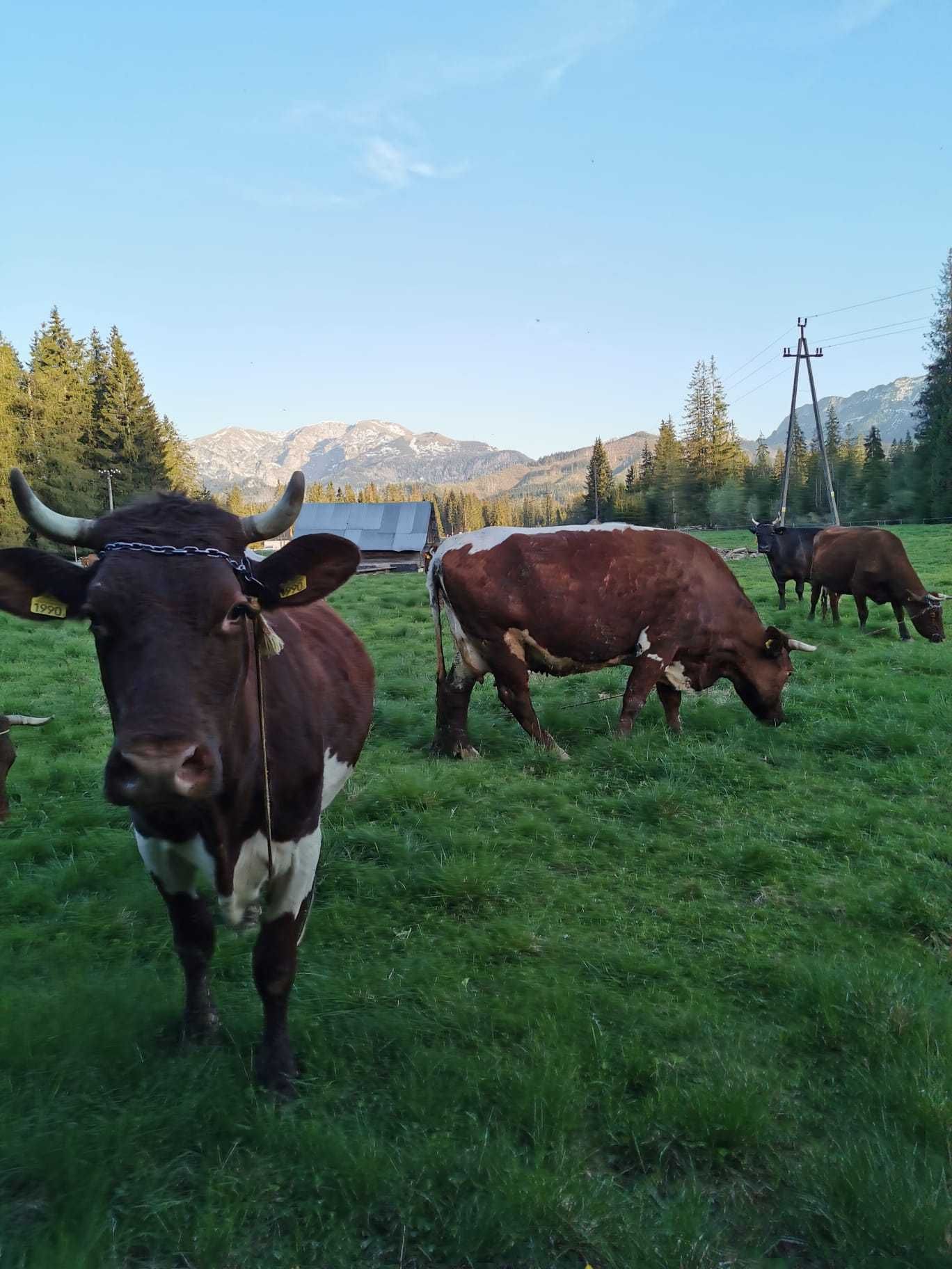 Domek drewniany w górach na wyłączność Kominek Wakacje Tatry Noclegi