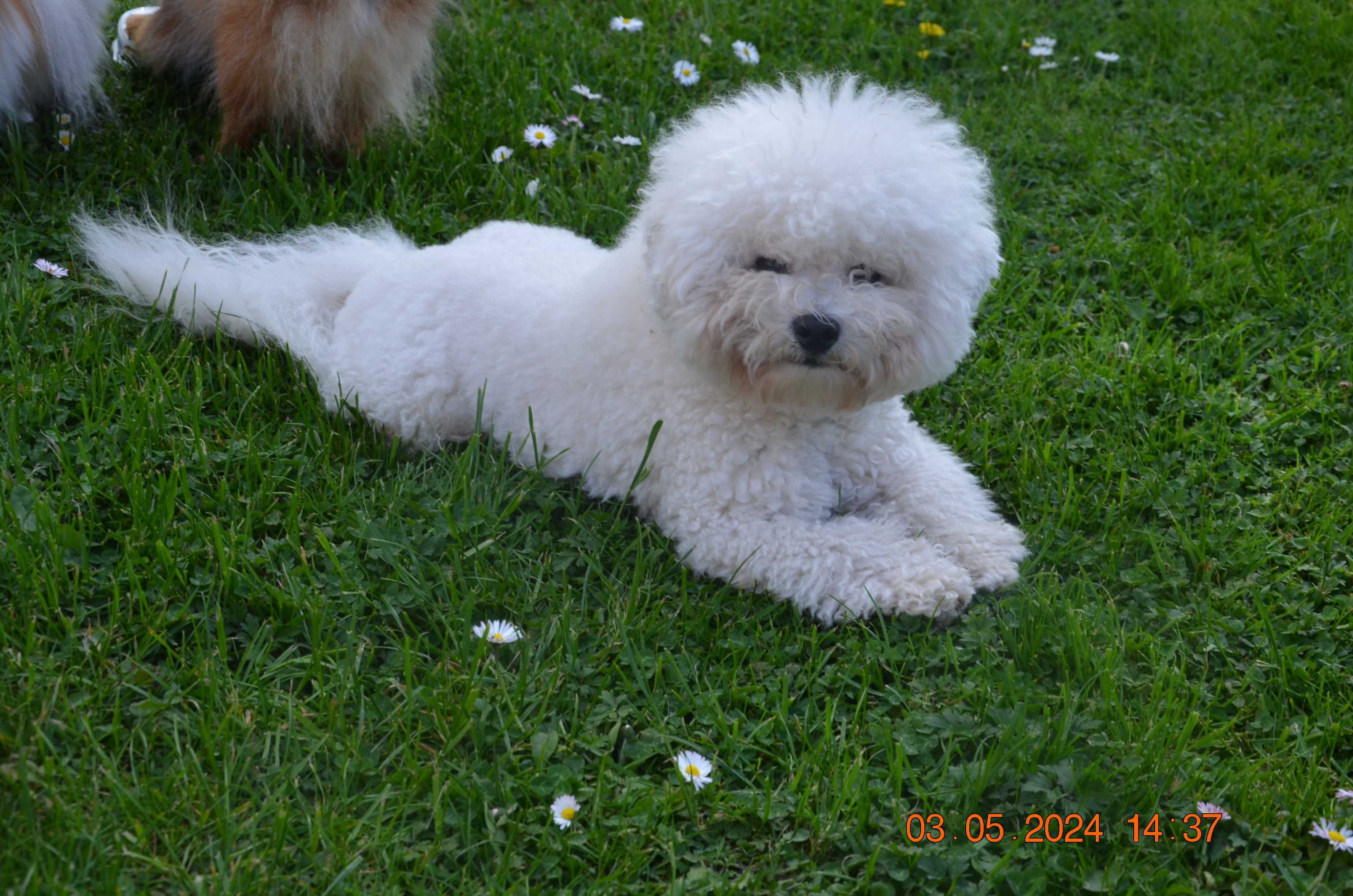 Bichon frise FCI po Multichampionie.
