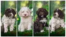 Lagotto Romagnolo FCI zapowiedź miotu
