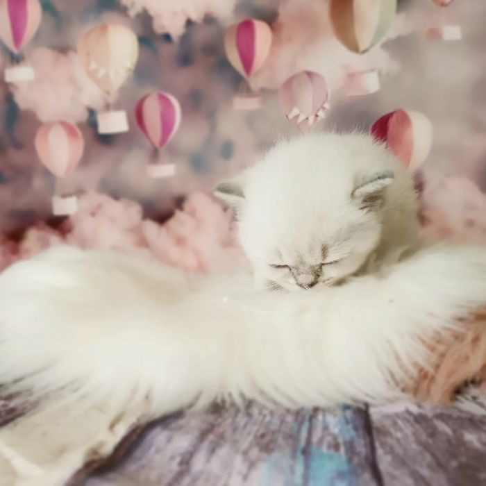 Ніжний шотландский котик