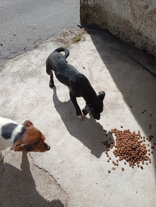 Adoçao cao muito meiguinho
