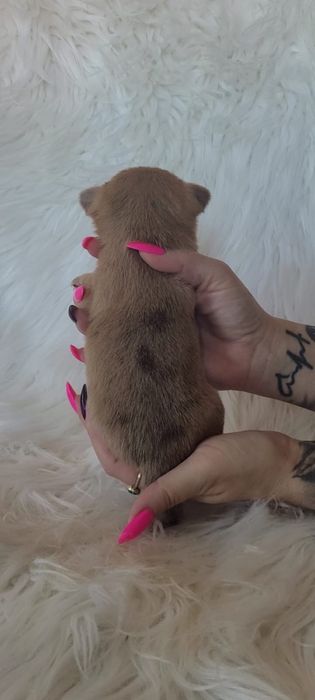 Chihuahua sunia beżowa merle