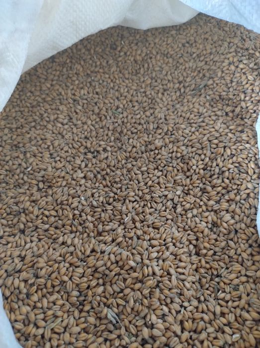 Przenica ozima Wąsatka