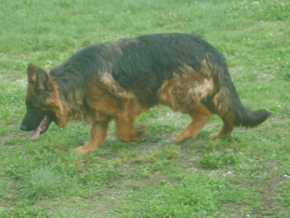 Owczarek Staroniemiecki Długowłosy- Piesek-9 M-cy-Potęga.