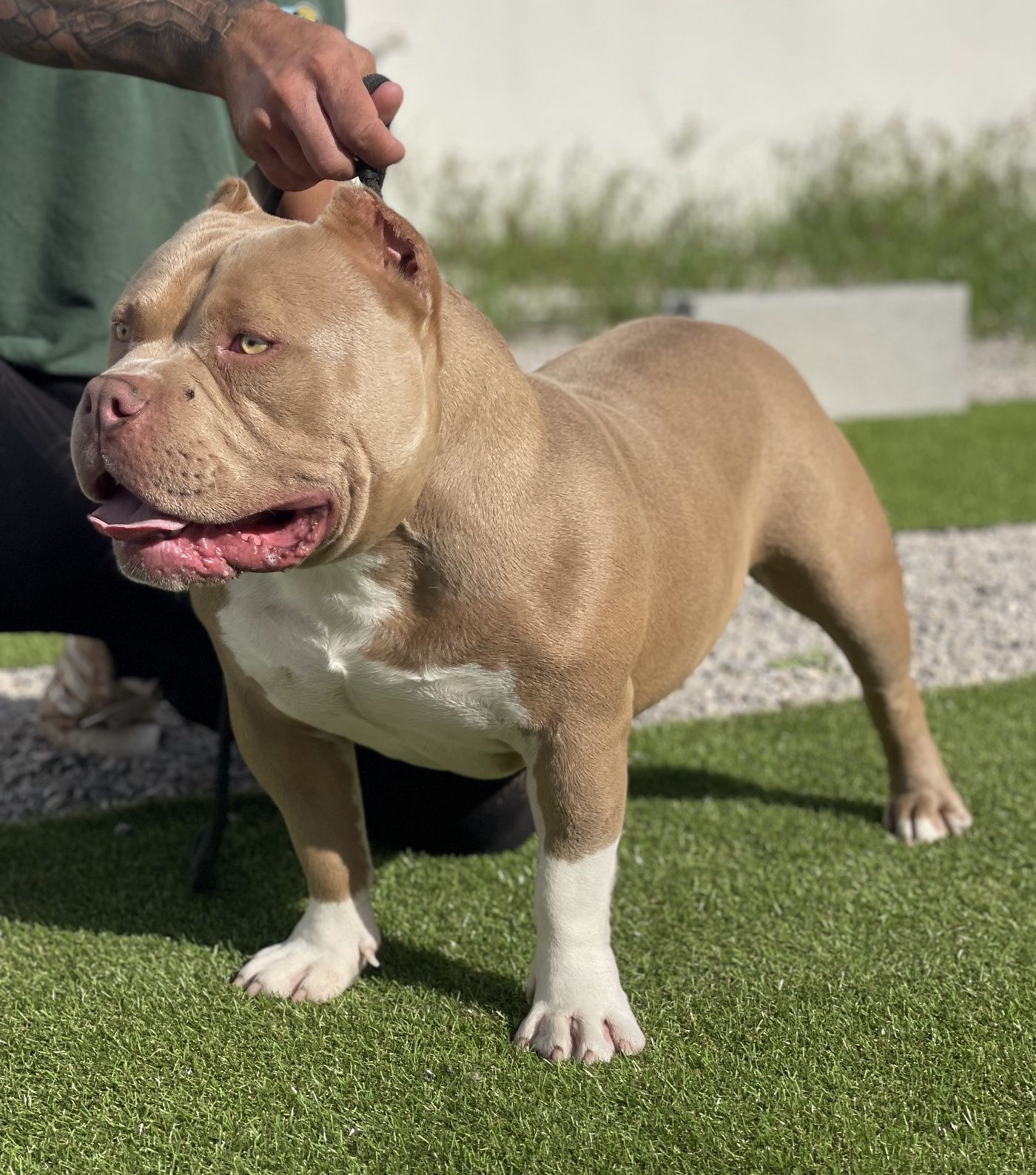 American Bully Pocket Montas