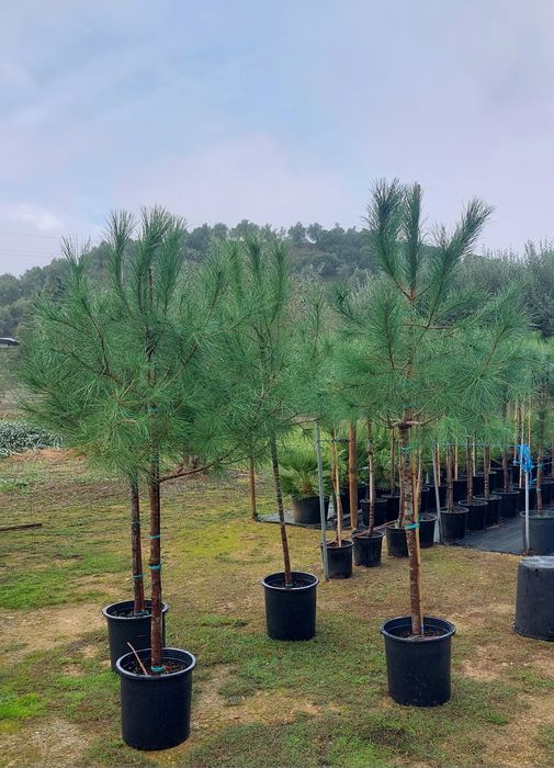 Lote 5 pinheiros mansos 1.70/1.90