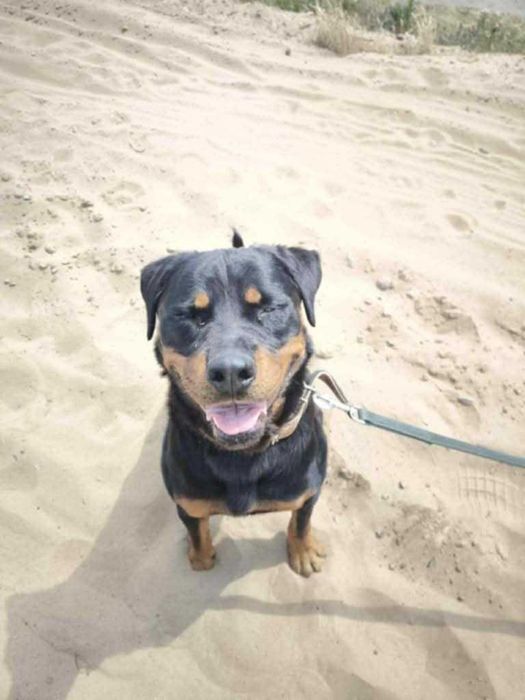 Hera- ok 2,5 letnia rottweilerka do adopcji