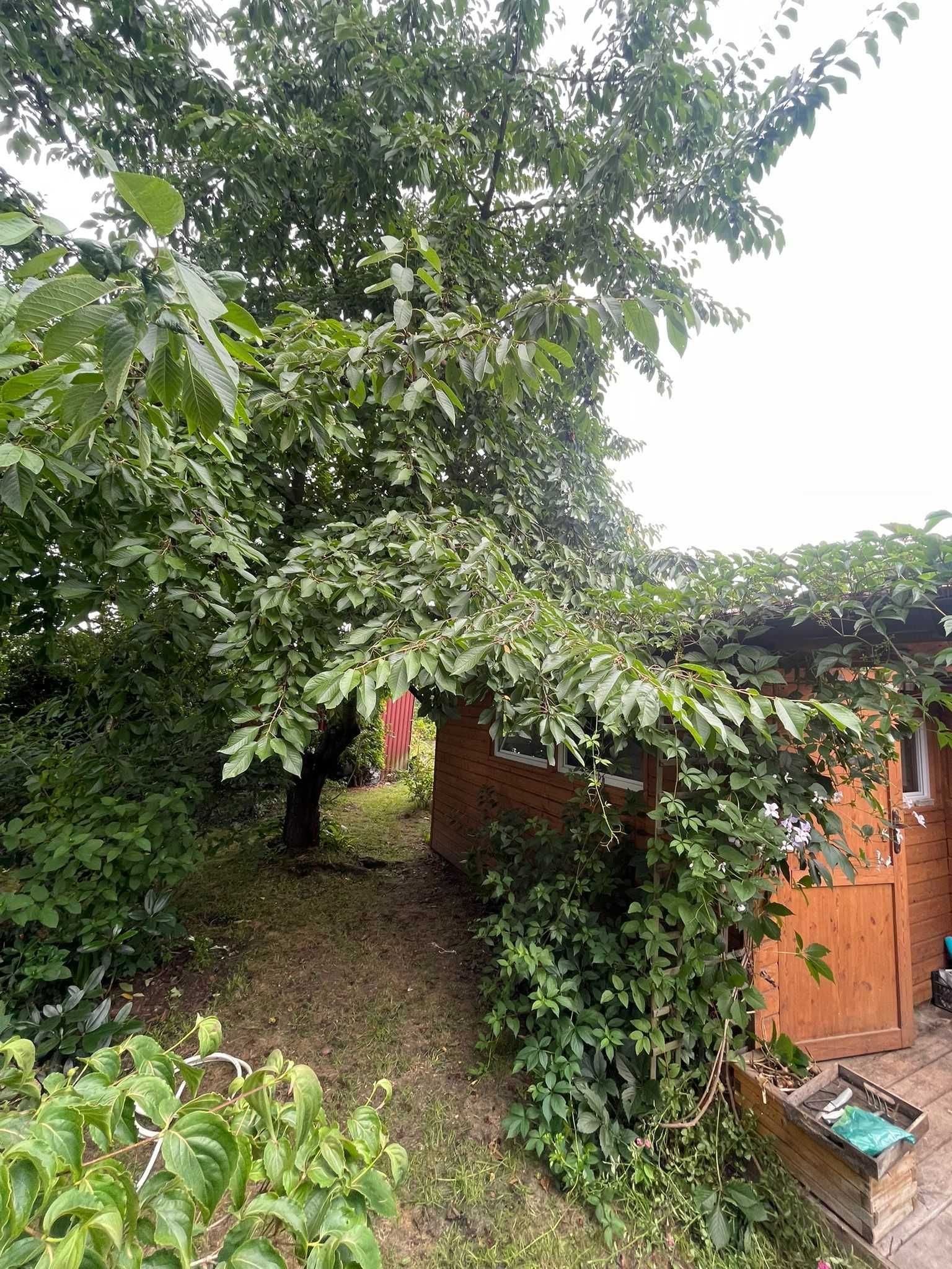 Działka ROD Wadowice Graniczna