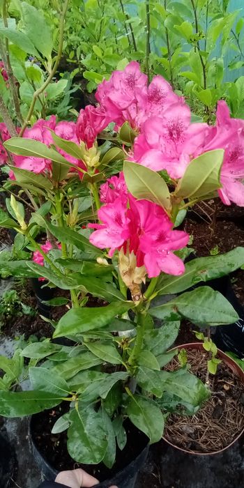 Магнолія Інжир Абрикоса Яблуня Груша Айва Ківі Персик Нектарин Хурма