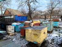 Продам бджолосім'ї українська степова