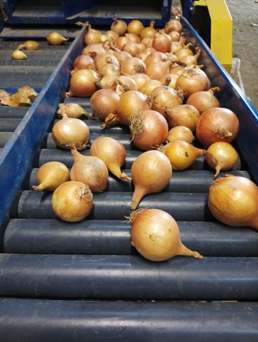 Cebula dymka Herkules