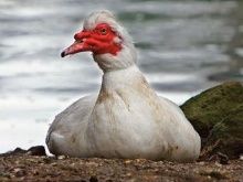 Мускусная белая яйца для инкубации