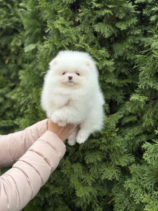 Цуценята померанського шпіца
