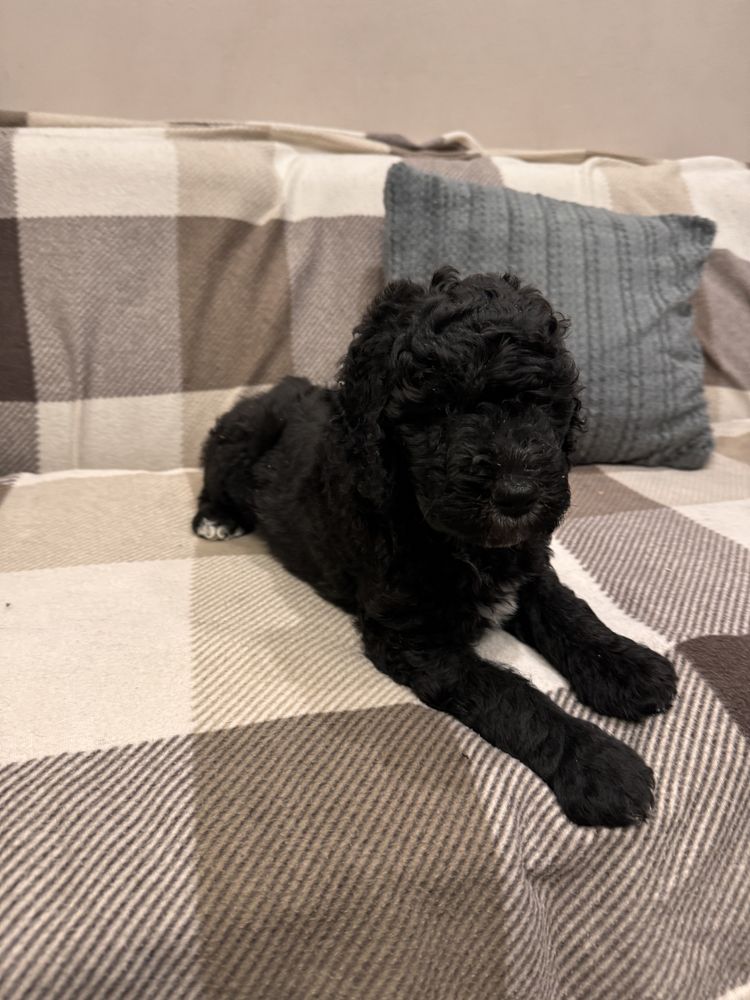 Szczeniak Australian Labradoodle