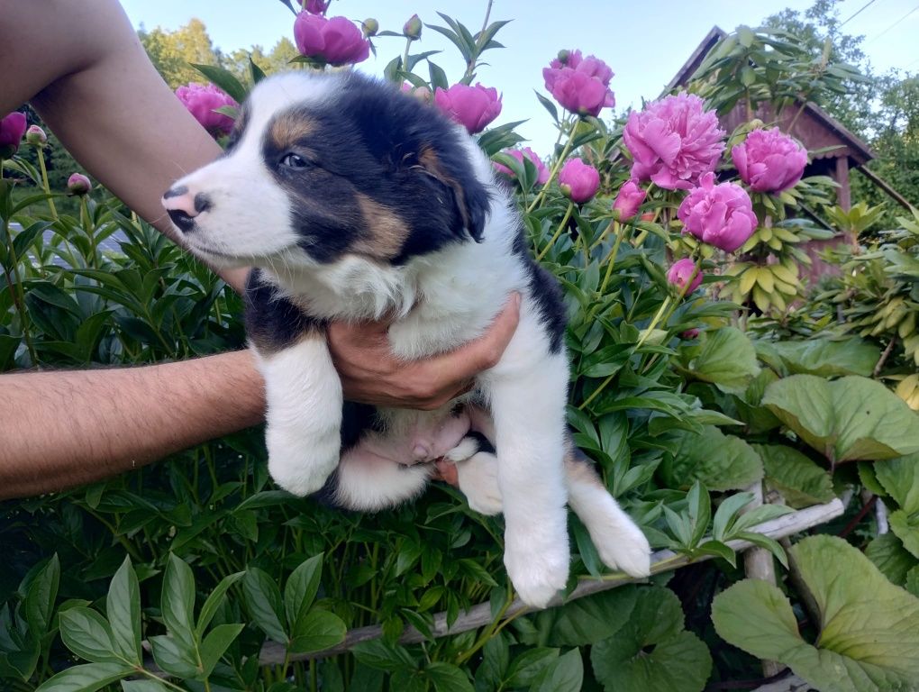 Border Collie śliczny piesek tri-color