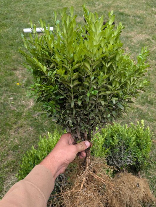 Туя смарагд. Накладний платіж. Вічнозелені рослини