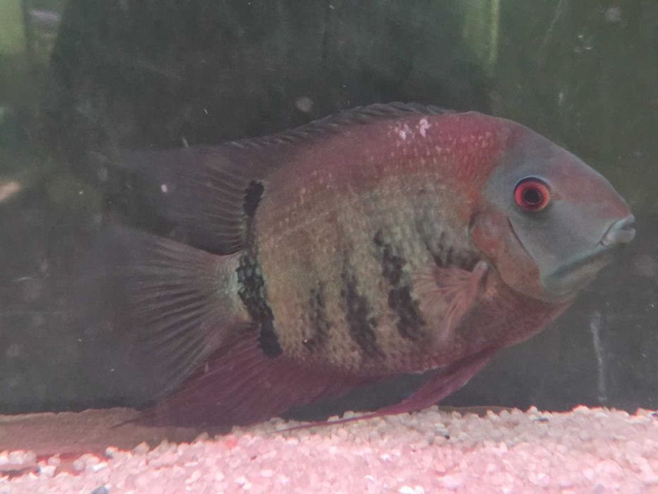 Heros rotkeil 16-18cm