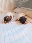 Sprzedam pieska Jack Russell Terrier