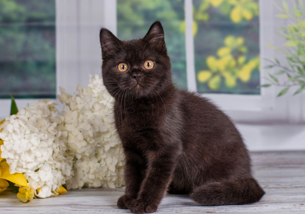 Британські котики