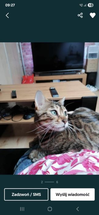 Oddam kotkę  bengalska nieudana adoppcja