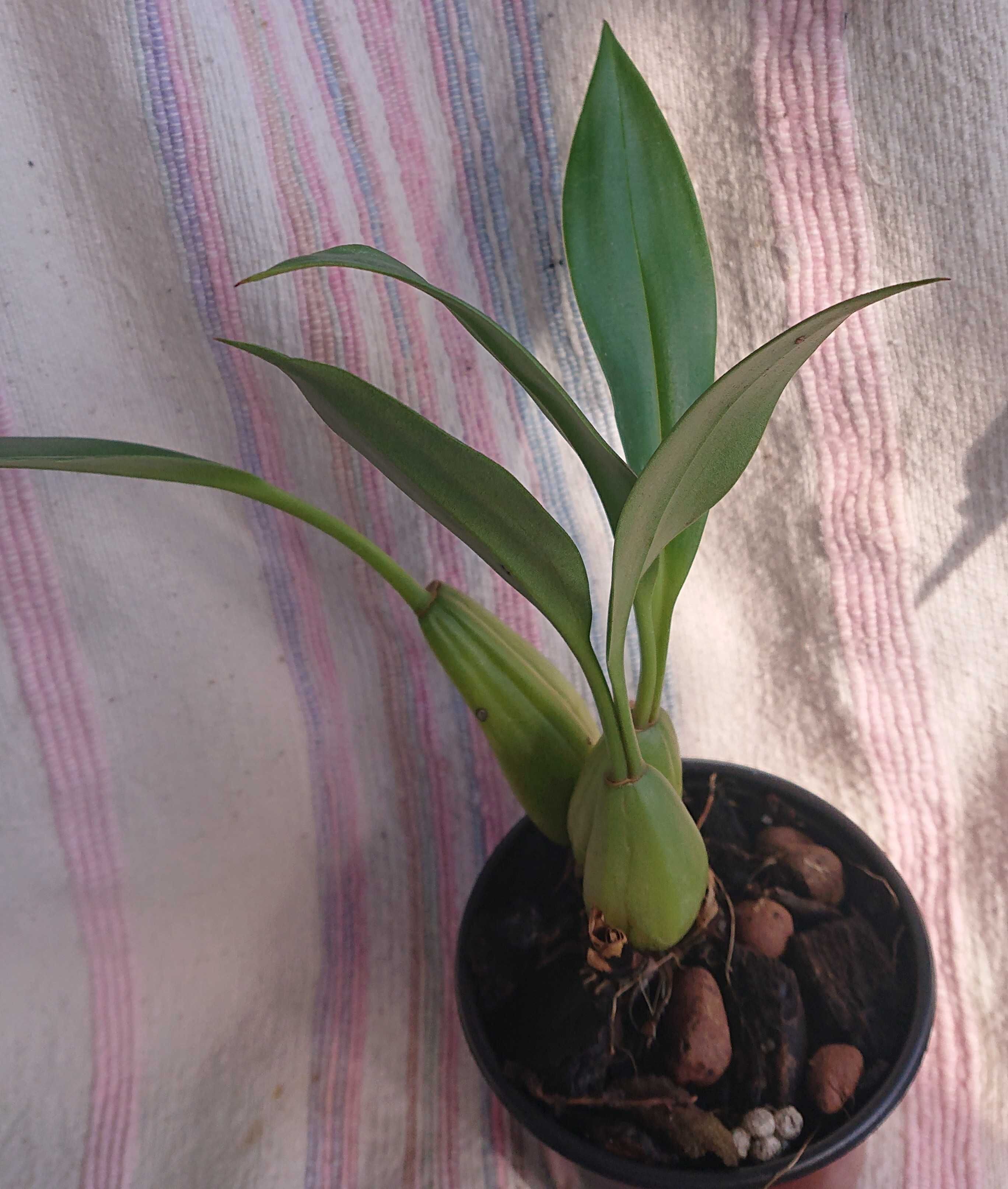 Орхідея, Coelogyne flaccida, Целогінa