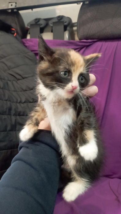 Милые котята!Даром