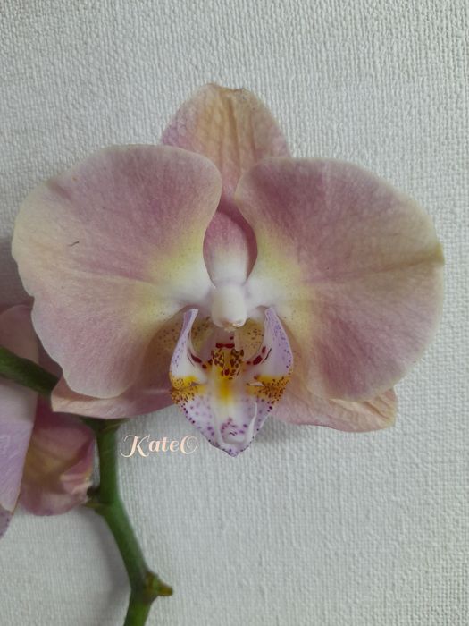 Домашні фаленопсиси