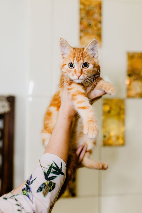 Uratujesz? Różne koty do adopcji