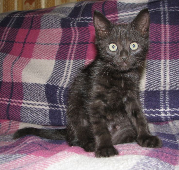 Отдаем котенка в хорошие руки