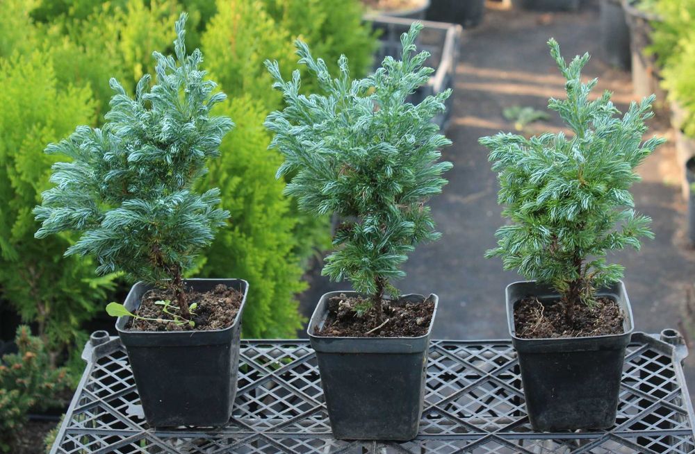 Туї, саджанці  (Туя Смарагд, Даніка,  Колоновидна), ялівець, самшит