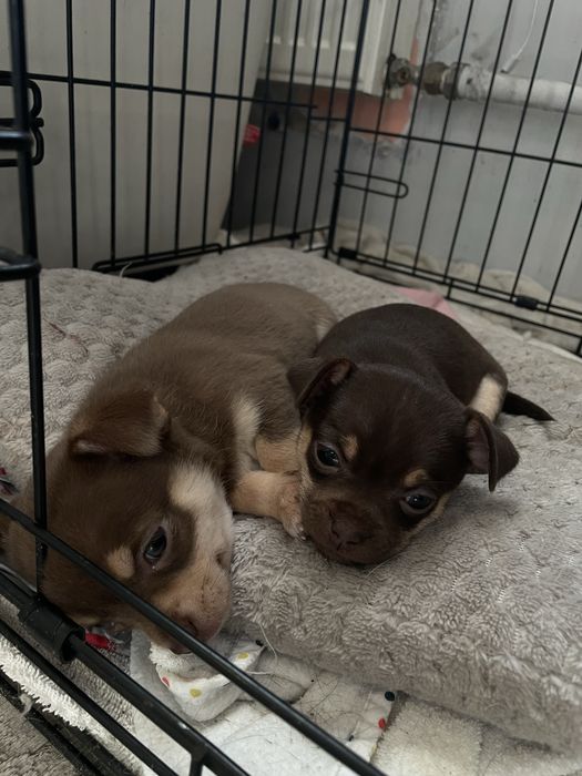 Sunia chihuahua krótkowłosa  czekoladowa