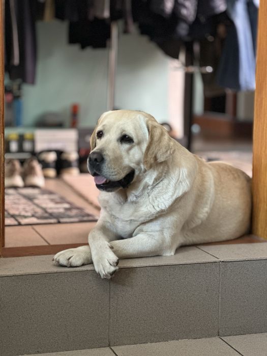 Лабрадор ретривер