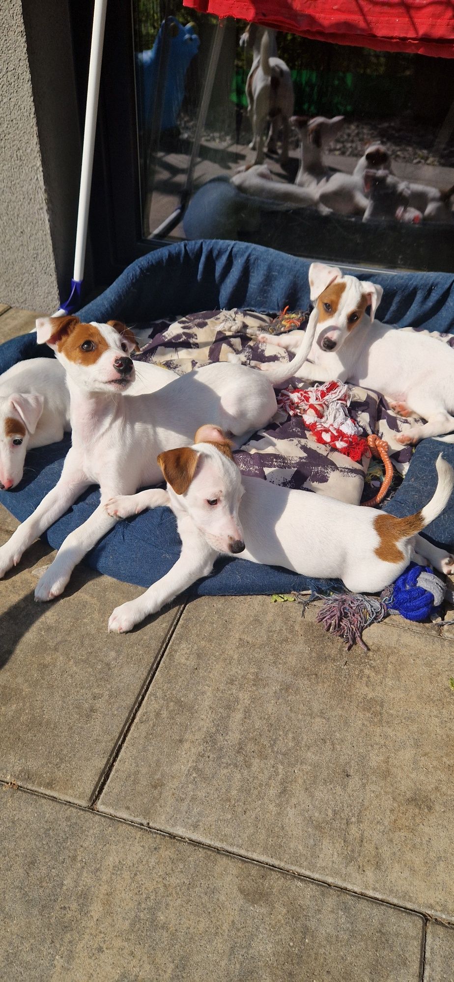 Jack Russell Terrier