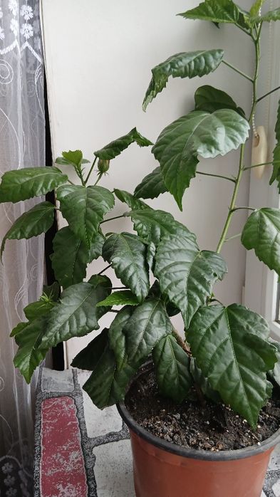 Продам розу китайська