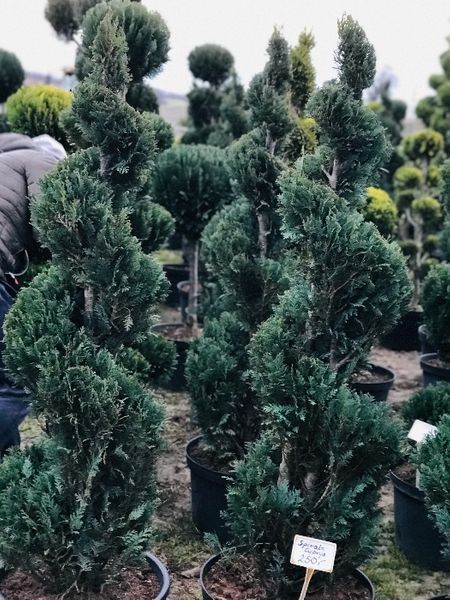 Bonsai Formowane Spirala z Cyprysa Columnaris Wys. 150 cm Cena 350 zł