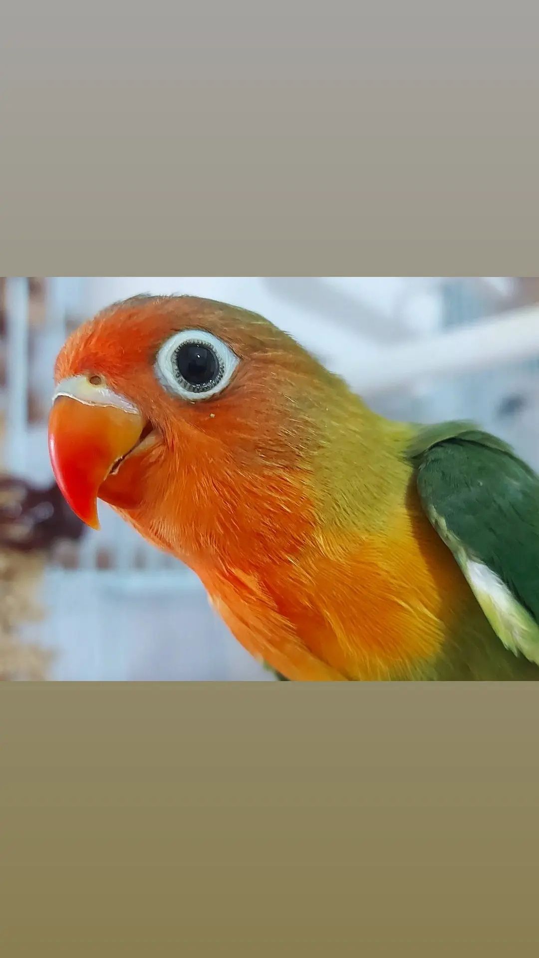 Agapornis Fischers .,