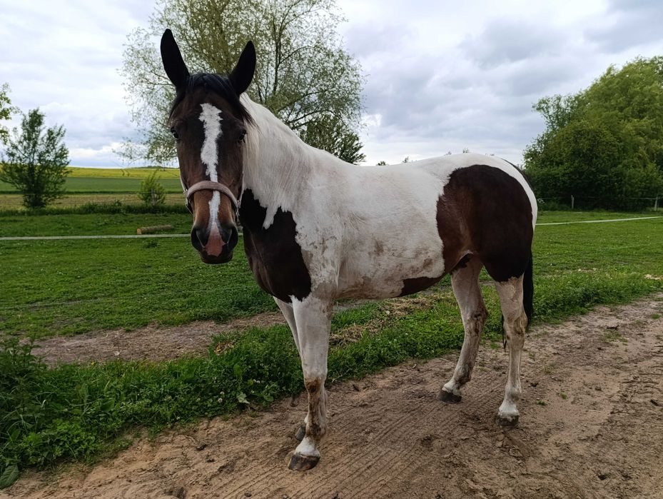 GNIADA klacz 3 lata GNIADOSROKATA klacz 7 lat CIEMNOGNIADA klacz 3 lat