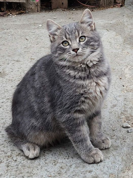 Маленькие котята ищут себе дом!