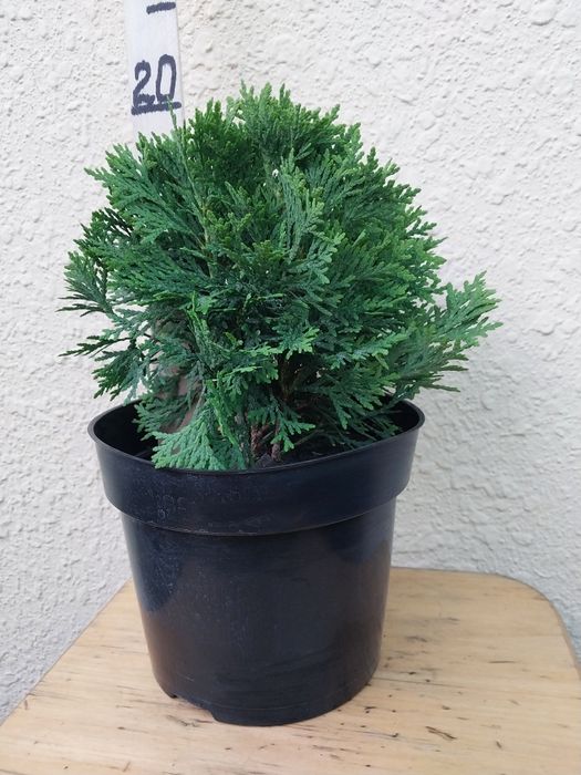 Туя Даніка, Міріям, Тедді, Хозері. Куляста, шаровидна західна туя.