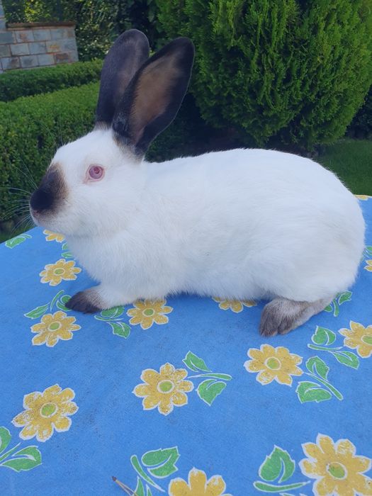 Kalifornijski czarny