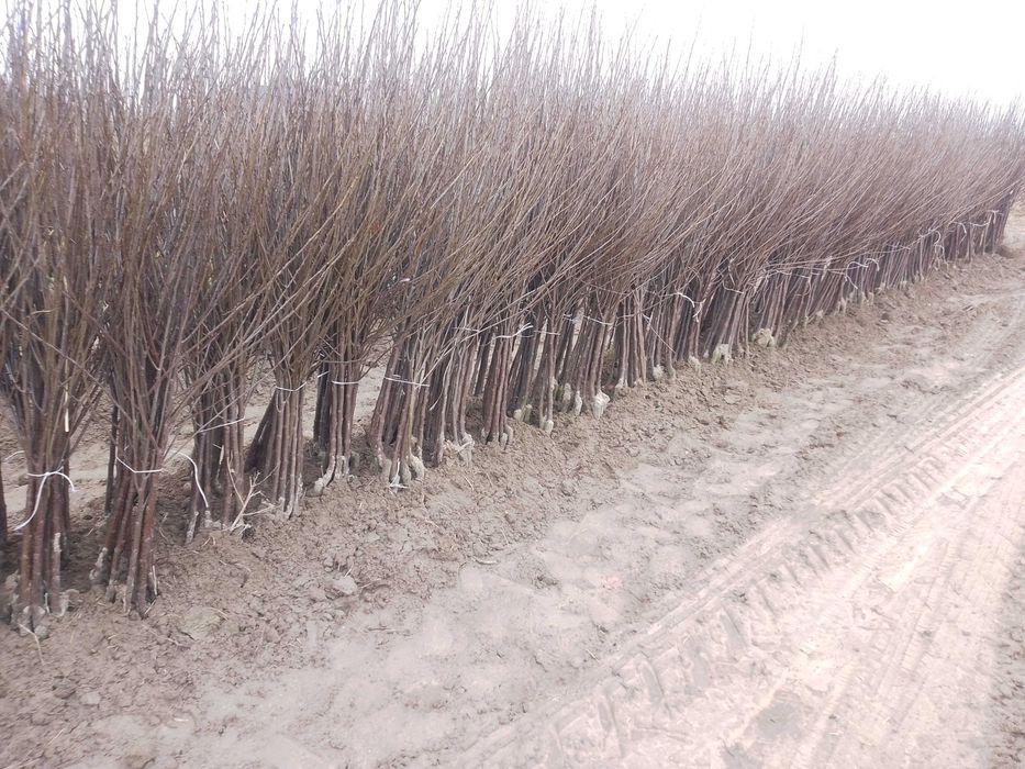 Drzewka Wiśnia Łutówka