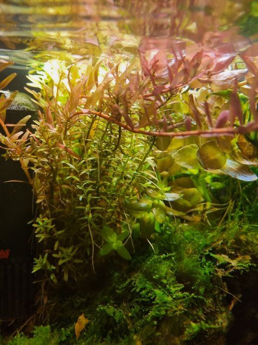 Аквариумный мох,растения для аквариума,разные виды
